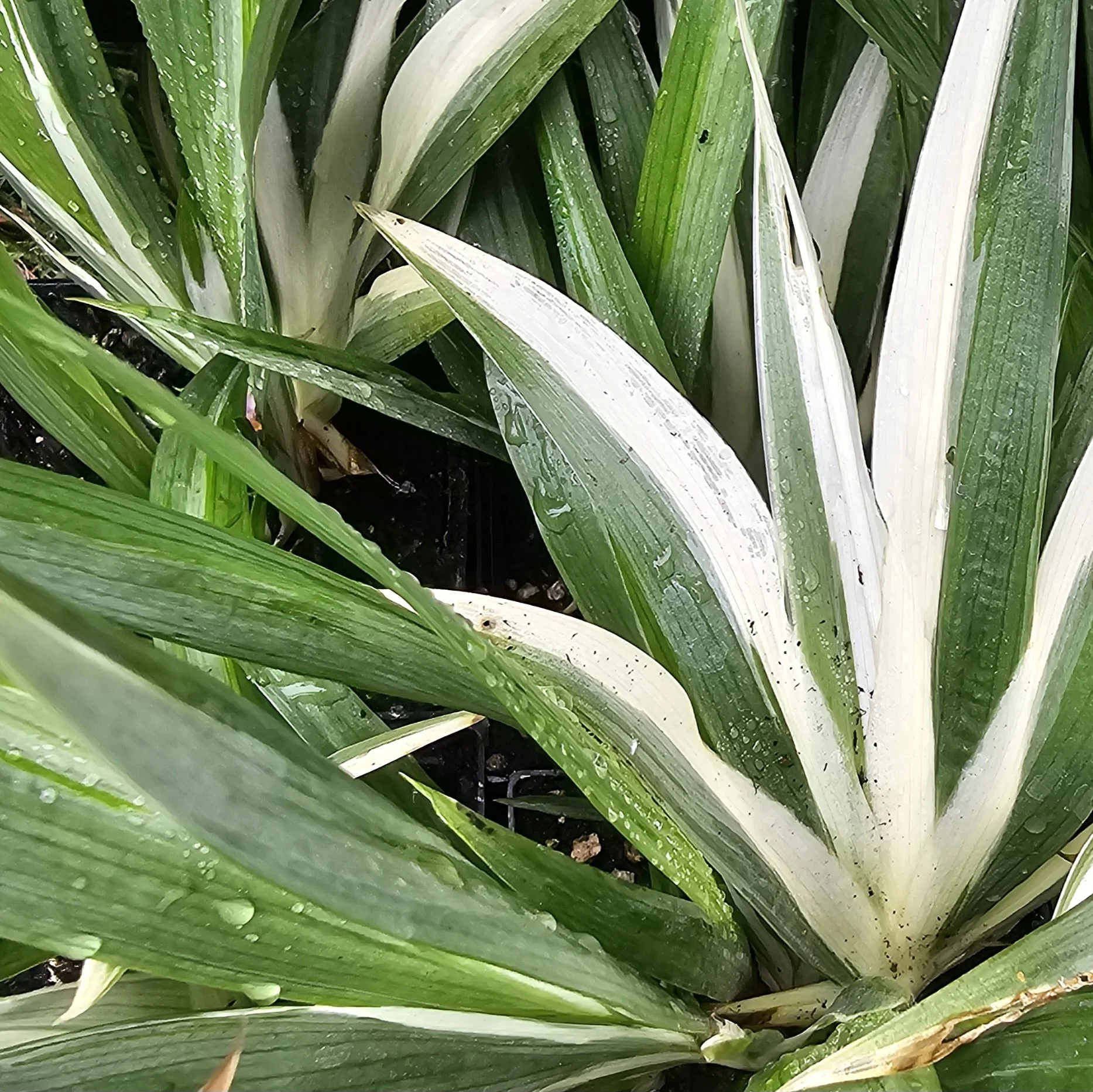 Japanese Iris — Wanderlust Nursery